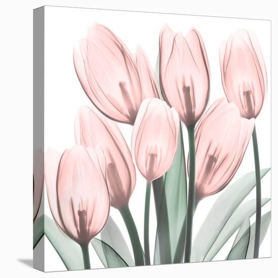 Gossamer Pink Tulips 2-Albert Koetsier-Stretched Canvas