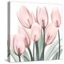 Gossamer Pink Tulips 2-Albert Koetsier-Stretched Canvas