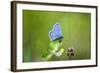 Gossamer-Winged Butterfly (Lycaenidae) in a Meadow-Brigitte Protzel-Framed Photographic Print