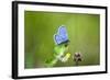 Gossamer-Winged Butterfly (Lycaenidae) in a Meadow-Brigitte Protzel-Framed Photographic Print