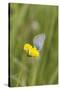 gossamer-winged butterfly on yellow blossom in meadow, summer,-UtArt-Stretched Canvas