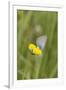 gossamer-winged butterfly on yellow blossom in meadow, summer,-UtArt-Framed Photographic Print