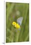 gossamer-winged butterfly on yellow blossom in meadow, summer,-UtArt-Framed Photographic Print