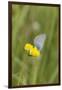 gossamer-winged butterfly on yellow blossom in meadow, summer,-UtArt-Framed Photographic Print