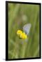 gossamer-winged butterfly on yellow blossom in meadow, summer,-UtArt-Framed Photographic Print