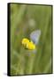 gossamer-winged butterfly on yellow blossom in meadow, summer,-UtArt-Framed Stretched Canvas