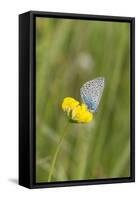 gossamer-winged butterfly on yellow blossom in meadow, summer,-UtArt-Framed Stretched Canvas