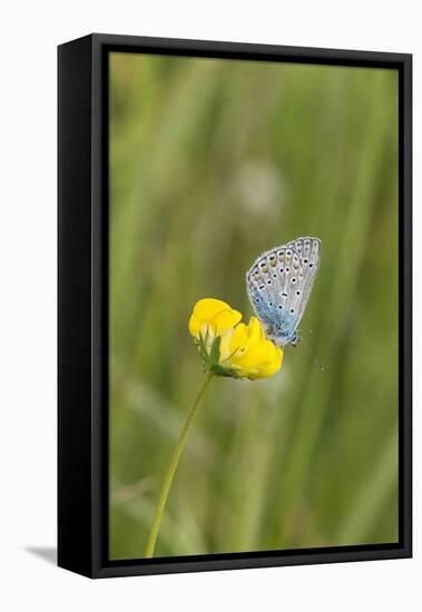 gossamer-winged butterfly on yellow blossom in meadow, summer,-UtArt-Framed Stretched Canvas