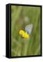 gossamer-winged butterfly on yellow blossom in meadow, summer,-UtArt-Framed Stretched Canvas