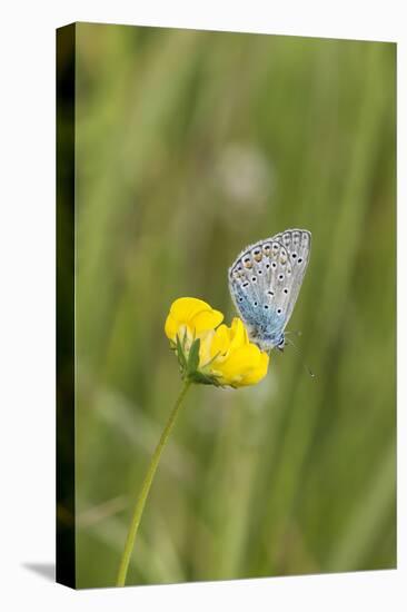 gossamer-winged butterfly on yellow blossom in meadow, summer,-UtArt-Stretched Canvas