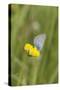 gossamer-winged butterfly on yellow blossom in meadow, summer,-UtArt-Stretched Canvas