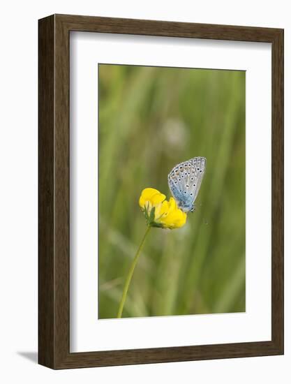 gossamer-winged butterfly on yellow blossom in meadow, summer,-UtArt-Framed Photographic Print