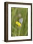 gossamer-winged butterfly on yellow blossom in meadow, summer,-UtArt-Framed Photographic Print