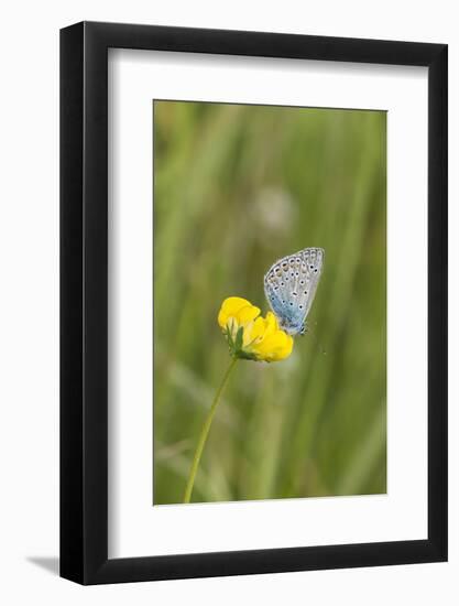 gossamer-winged butterfly on yellow blossom in meadow, summer,-UtArt-Framed Photographic Print