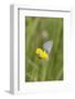gossamer-winged butterfly on yellow blossom in meadow, summer,-UtArt-Framed Photographic Print