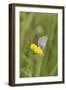 gossamer-winged butterfly on yellow blossom in meadow, summer,-UtArt-Framed Premium Photographic Print