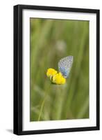 gossamer-winged butterfly on yellow blossom in meadow, summer,-UtArt-Framed Premium Photographic Print