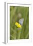 gossamer-winged butterfly on yellow blossom in meadow, summer,-UtArt-Framed Premium Photographic Print