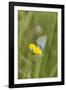 gossamer-winged butterfly on yellow blossom in meadow, summer,-UtArt-Framed Photographic Print