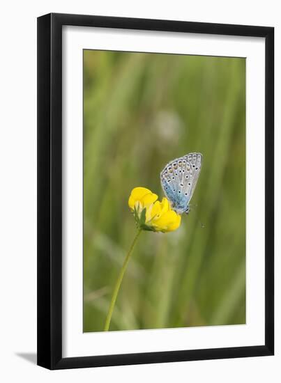 gossamer-winged butterfly on yellow blossom in meadow, summer,-UtArt-Framed Photographic Print