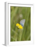 gossamer-winged butterfly on yellow blossom in meadow, summer,-UtArt-Framed Photographic Print