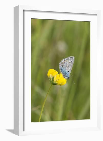 gossamer-winged butterfly on yellow blossom in meadow, summer,-UtArt-Framed Photographic Print