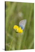 gossamer-winged butterfly on yellow blossom in meadow, summer,-UtArt-Stretched Canvas