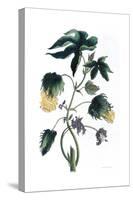Gossypium - Cotton Plant, 1823-Neale and Son-Stretched Canvas