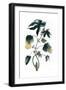 Gossypium - Cotton Plant, 1823-Neale and Son-Framed Giclee Print