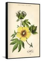 Gossypium (Cotton)-null-Framed Stretched Canvas