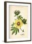 Gossypium (Cotton)-null-Framed Art Print