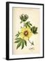 Gossypium (Cotton)-null-Framed Art Print