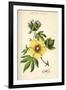 Gossypium (Cotton)-null-Framed Art Print