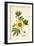 Gossypium (Cotton)-null-Framed Art Print