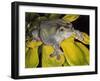Got Bugs?-Barbara Keith-Framed Giclee Print