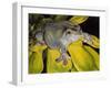 Got Bugs?-Barbara Keith-Framed Giclee Print