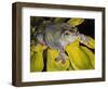Got Bugs?-Barbara Keith-Framed Premium Giclee Print