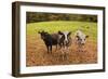 Got Food-Michael Blanchette Photography-Framed Giclee Print