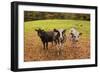 Got Food-Michael Blanchette Photography-Framed Giclee Print