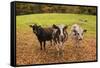 Got Food-Michael Blanchette Photography-Framed Stretched Canvas