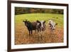 Got Food-Michael Blanchette Photography-Framed Giclee Print