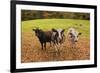 Got Food-Michael Blanchette Photography-Framed Giclee Print