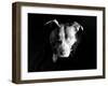 Got Love?-Sharon Wish-Framed Photographic Print