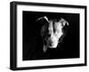 Got Love?-Sharon Wish-Framed Photographic Print