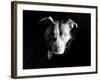 Got Love?-Sharon Wish-Framed Photographic Print