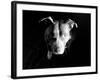 Got Love?-Sharon Wish-Framed Photographic Print