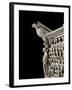 Gothic Art: an Eagle, by Pisano-null-Framed Photographic Print