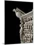 Gothic Art: an Eagle, by Pisano-null-Mounted Photographic Print