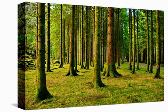 Gougane Barra Ireland I-Jan Michael Ringlever-Stretched Canvas