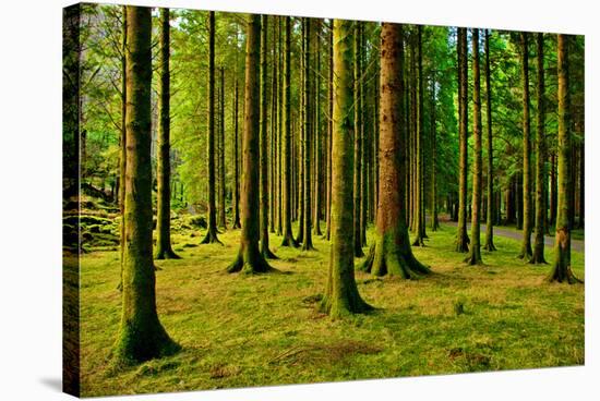 Gougane Barra Ireland I-Jan Michael Ringlever-Stretched Canvas